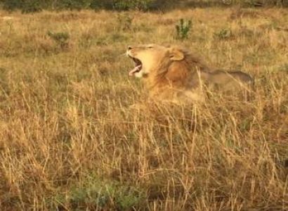 6 Days Beach To Bush Safari Tour