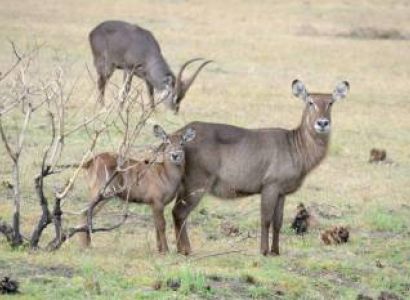 11 Days Tanzania/ Kenya safari