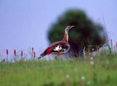 2 Days Arrival - Exploring Kitulo’s Flora Tour