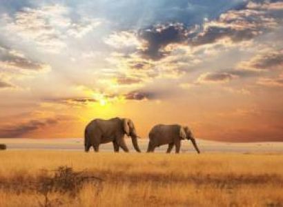 1 Day Tanzania Safari Experience Tour