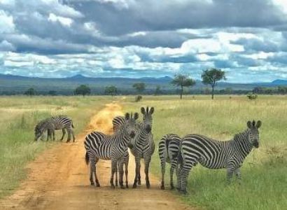 7 Days Mikumi And Ruaha National Parks Tour