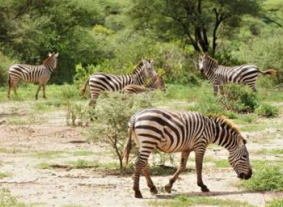 6 Days Tanzania Safari Tour