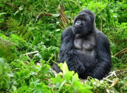 3Night - 4Days Rwanda Special Tour