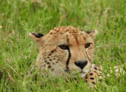 13 days 12 nights in Tarangire, Serengeti, Ngorongoro Conservation area