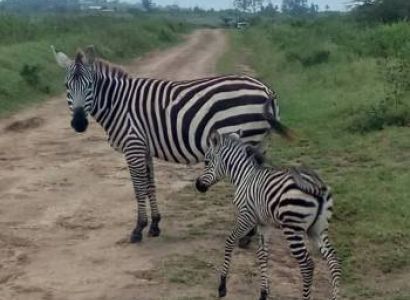 5 nights 6 Days Kenya Trip