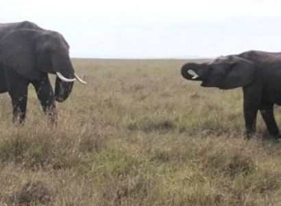 7  Nights 8 Days safari starting from Nairobi