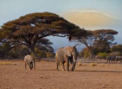 2-Days Amboseli Wildlife Adventure
