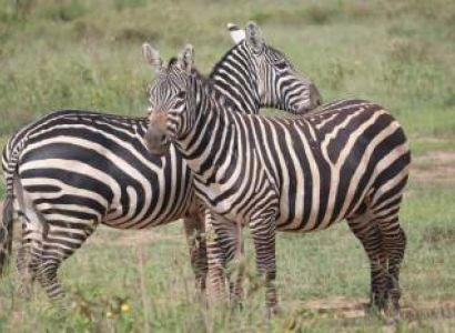 3-Day Nairobi National Park and Sheldrick Wildlife Trust Adventure