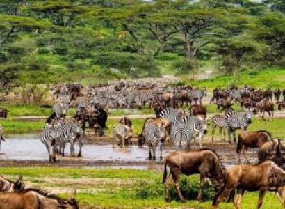 3 Days Serengeti Safari Trip