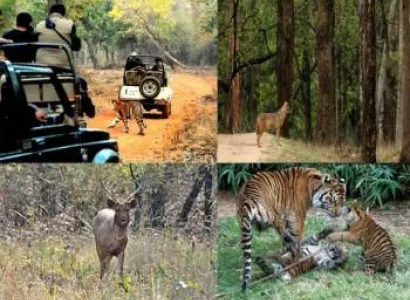 4 Night - 5 Days Maharashtra Wildlife Tour