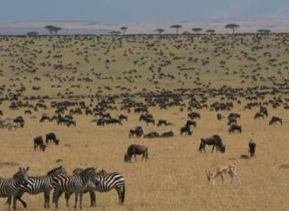 5D, 4N Mid-Budget Nairobi, Mara, Naivasha Group Tour