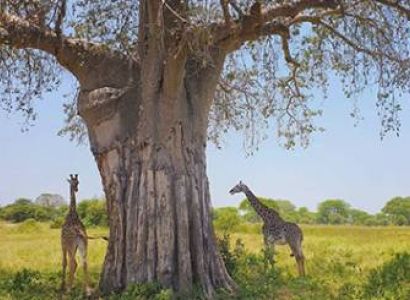 2 Days – Tarangire and Ngorongoro Crater Budget Camping Safari