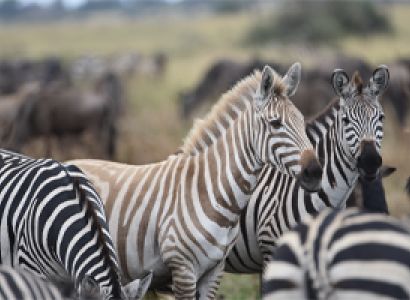 1-Day Trip from Arusha to Tarangire National Park