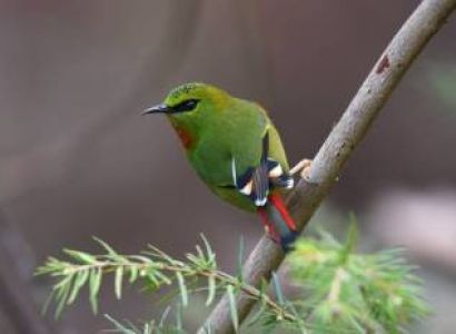 13 Nights - 14 Days Bhutan Bird Tour