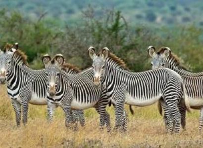 Kenya Photography Safari 10 Days Tour