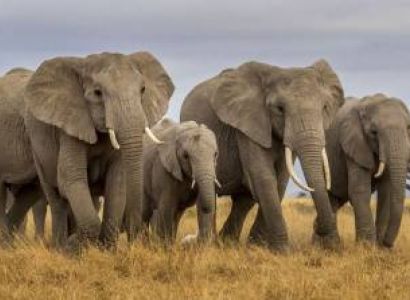 7 Days Kenya Safari Tour