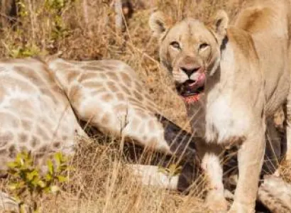 3 Days Maasai Mara Safari Offer Tour