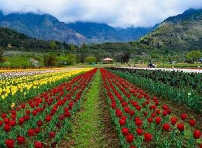 5N - 6D Kashmir Tulip Garden Tour
