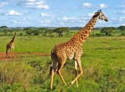 9 Days Best Of Kenya And Tanzania Tour