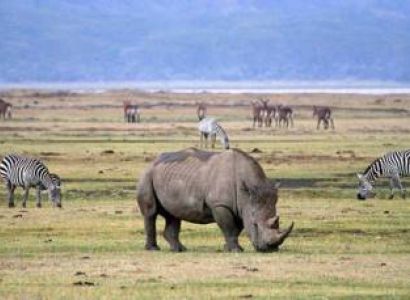 Ngorongoro Crater Day Tour