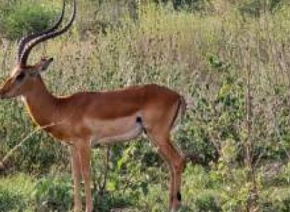 5 days Masai Mara Game Reserve & Amboseli National Park Safari