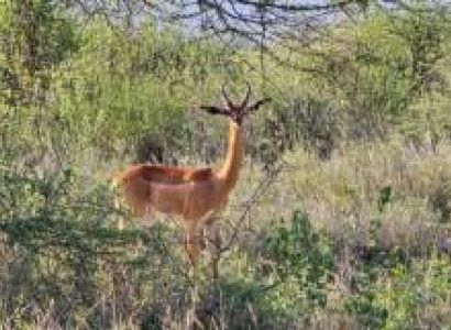 5 Days Lake Naivasha, Lake Nakuru, Masai Mara Kenyan Safaris