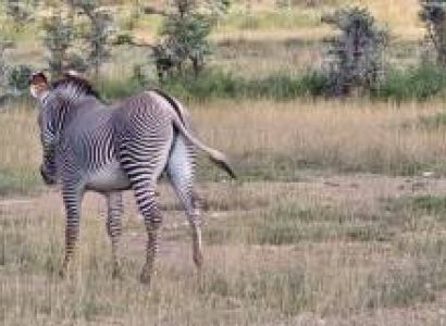 3 Days Amboseli Tsavo East Safari