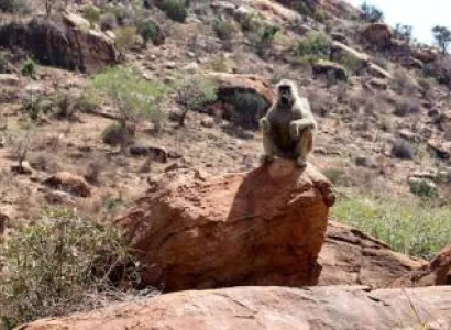 3N 4D Amboseli - Tsavo Beast To Beach Safari Tour