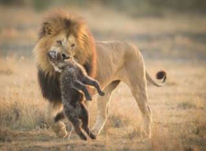 2 nights 3 days Explore  Hwange National Park and Victoria Falls (Zimbabwe)