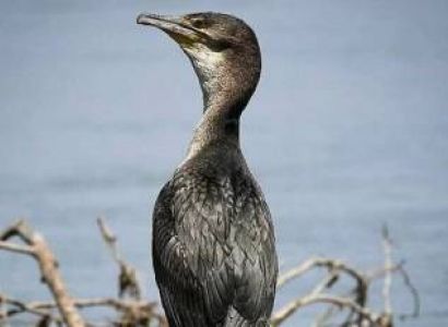 Half Day Tour Bird Watching Adventure