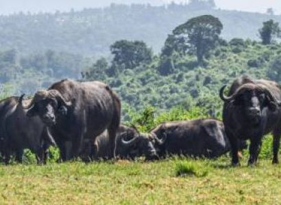 6 Days Nakuru Masai Mara Tour