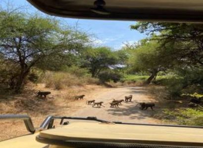 6-Day South Serengeti NP , Ngorongoro Crater and Tarangire