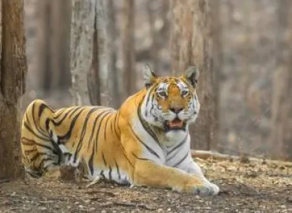 Short Break - Big Thrill - October Jungle Safari Trip