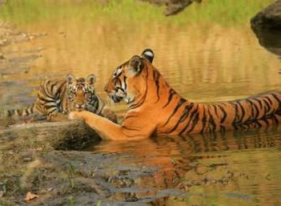 Dussehra Delights In The Wild - Kanha Tour