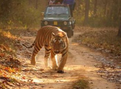 Diwali Special Jungle Safari Package