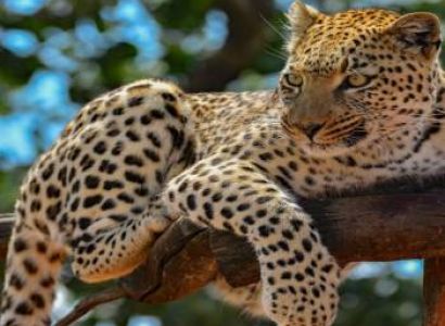 10 Nights 11 Days Safari & Beach Bliss