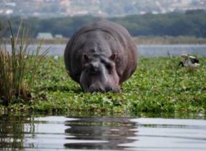 4 Nights - 5 Days Kenya Safari Package