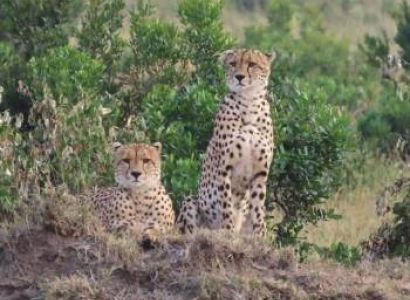 3 Days Masai Mara Tour Package