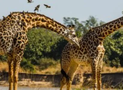 7 Days 6 Nights Amboseli - Lake Nakuru - Masai Mara Safari Tour