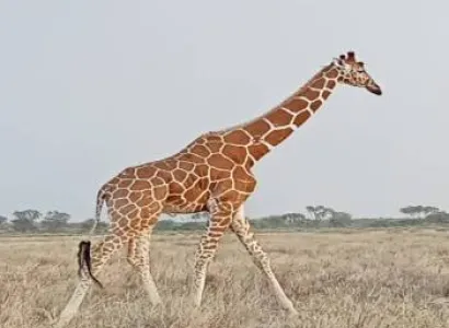 Budget Mara Package Full Board 2Pax