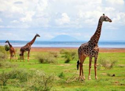 08 Days Kenya Migration Lodge Safari Tour