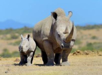 8D Kenya Luxury Safari To Ol Pejeta Conservancy - Nakuru - Bogoria - Masai Mara Safari Tour