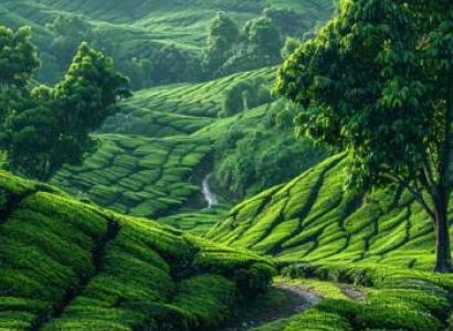 10D Mysore - Coorg - Ooty - Coonoor - Wayanad Tour