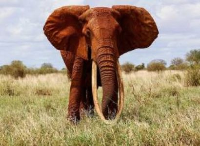 5D 4N Safari To Amboseli - Tsavo West - East National Parks Tour
