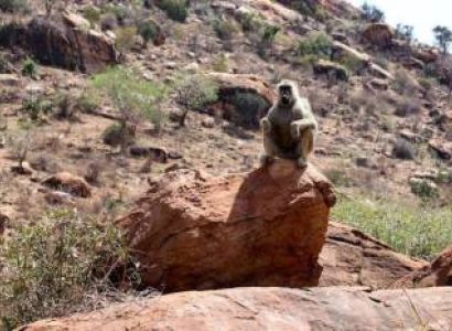 4D 3N Private Safari To Tsavo West-Amboseli And Tsavo East National Park From Mombasa