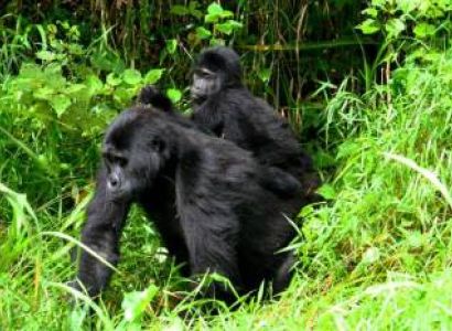 3 Days Rwanda Gorilla Trekking Tour