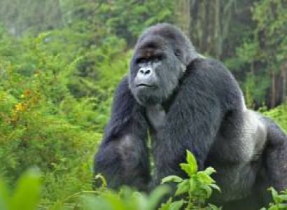 Gorilla Trekking Masai Mara Safari Tour