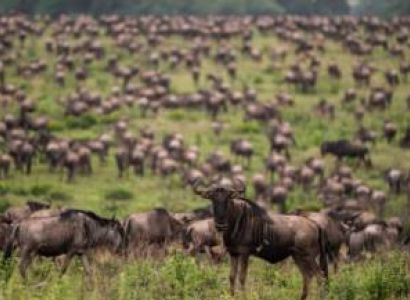 3 Days, 2 Nights Maasai Mara Safari