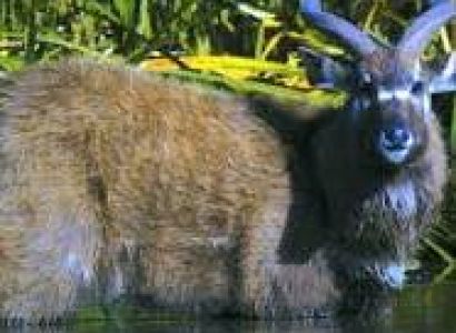 4 DAYS 3 NIGHTS MT ELGON KENYA SAFARI Image