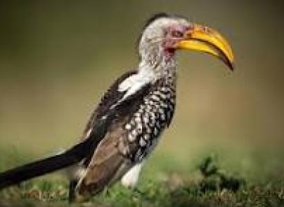 4 DAYS 3 NIGHTS MT ELGON KENYA SAFARI